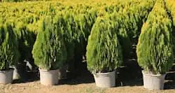 Chinese Thuja