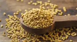 Fenugreek