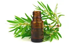 Tea tree essential oil